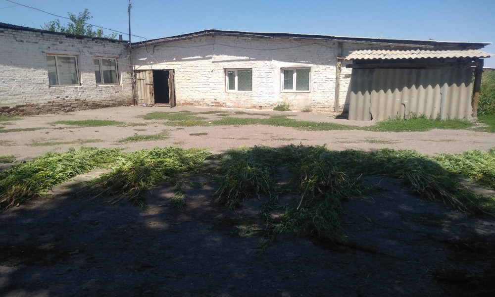 В Сокулуке мужчина выращивал наркосодержащие растения