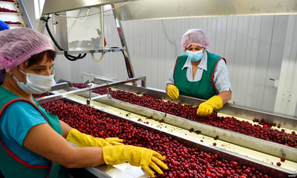 Улукбек Марипов: Ысык-Көл облусу экспортко багытталган мөмө-жемиш продукциясын өндүрүүдө чоң мүмкүнчүлүктөргө ээ