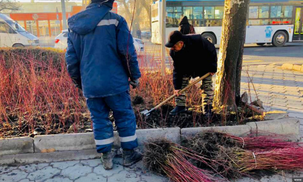 В столице высадят 60 тысяч саженцев живой изгороди