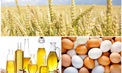 Кыргызстан продлит запрет на вывоз яиц, кукурузы, риса, муки, сахара и масла до 1 августа