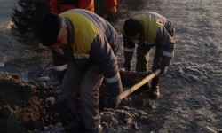 В Бишкеке продолжается зимний сезон посадок деревьев