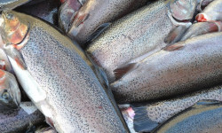 В Кыргызстане выращено 10 344 тонны рыбной продукции