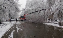 Бишкекте бир катар бак дарактар кулады