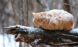 31-январда көпчүлүк аймактарда кар жаайт