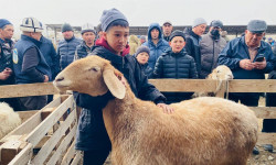 Ат-Башыдагы жарманкеде арашан кой 10 миң долларга бааланды