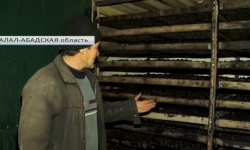 Крестьяне не знают - куда выгодно сбыть сухофрукты из чернослива