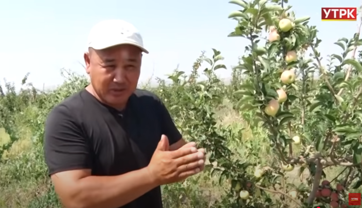 Какыраган таштак жерди бакка айланткан ишкер