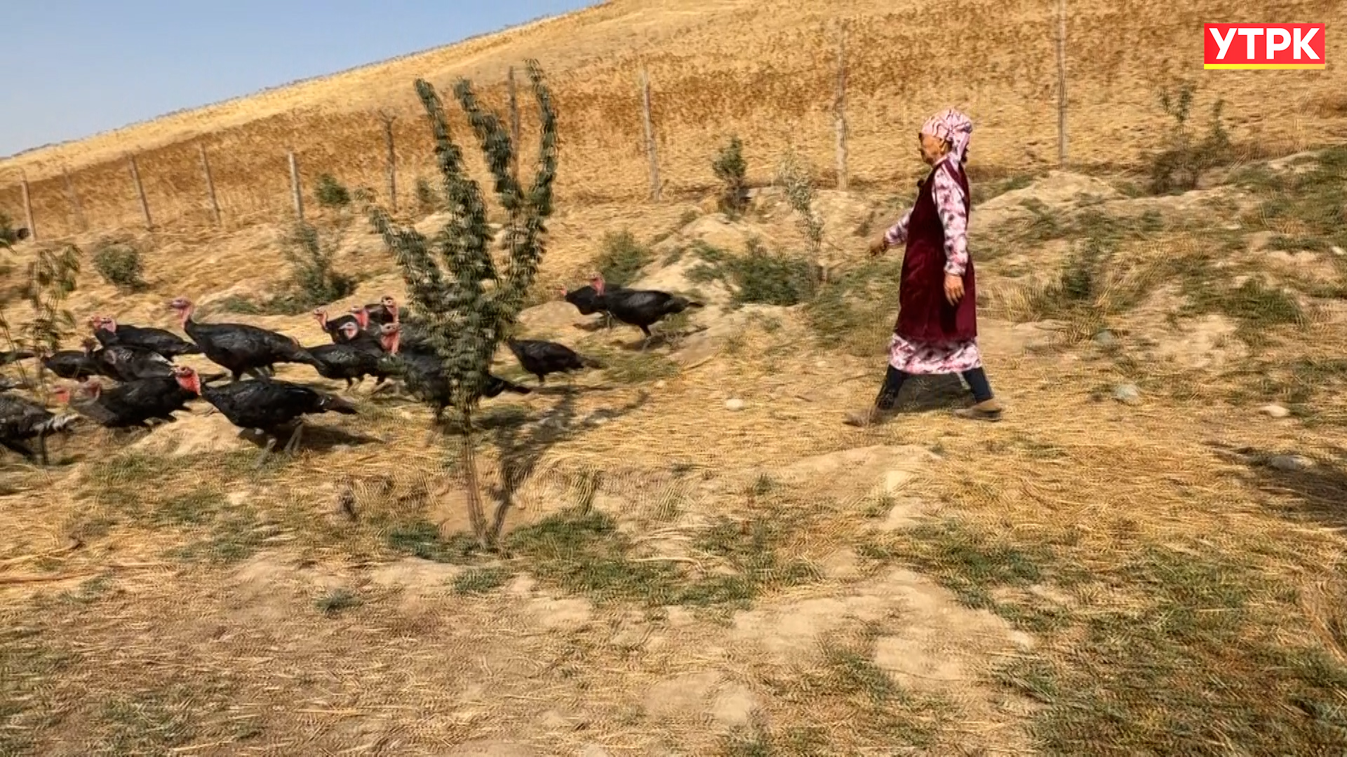 Үндүктү кыштоодо кантип семиртет?