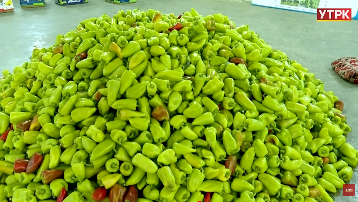 Тонналаган болгар калемпири - Россияга 