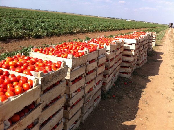 Реккорддук көрсөткүч: Чүйдө  бир гектардан 120 тонна помидор жыйналды