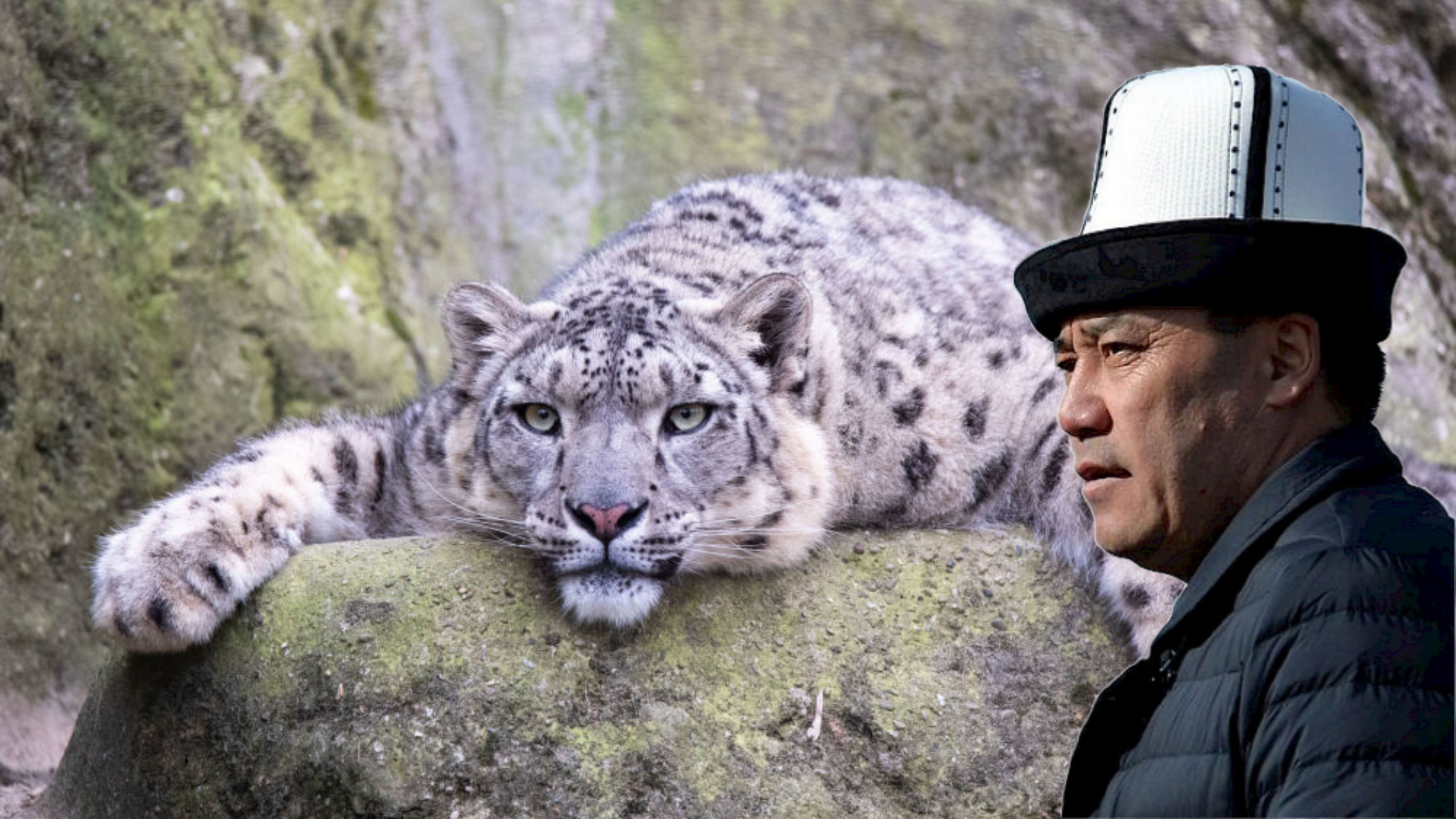 Садыр Жапаров: Ак илбирс – эркиндиктин жана чыдамкайлыктын символу