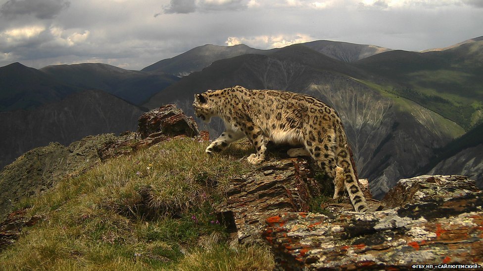 Ак илбирсти коргоо – жалпы милдет! Маалымат бергендерге 1 млн сый акы берилет